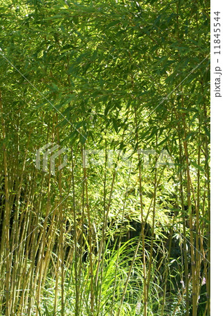 細い竹の写真素材