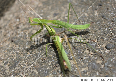 カマキリ キリギリスの写真素材 - PIXTA