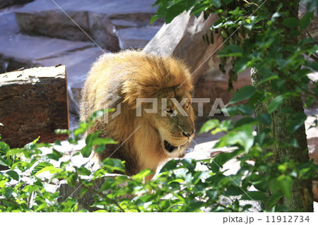 ライオン 猛獣 百獣の王 遠吠えの写真素材