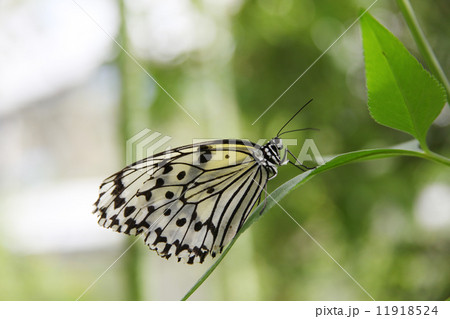 蝶 オオゴマダラ 横向き 美しいの写真素材