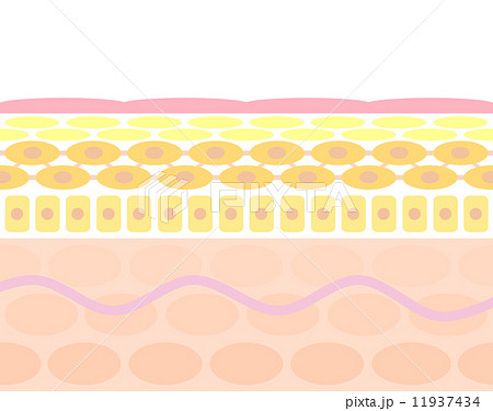 皮膚 断面 細胞 イラストレーションのイラスト素材