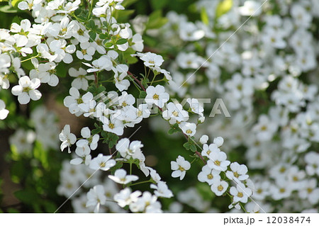 白い花 雪柳 春に咲く花 小さい白い花の写真素材