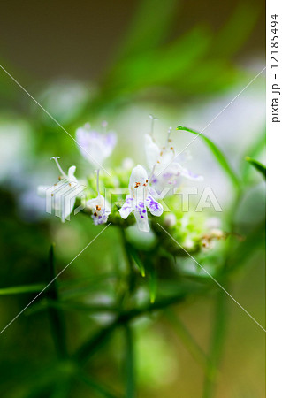 マウンテンミントの写真素材