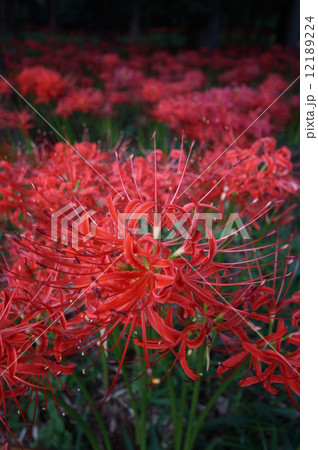 死に花 血の色の写真素材