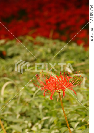 死花 不気味 血の写真素材