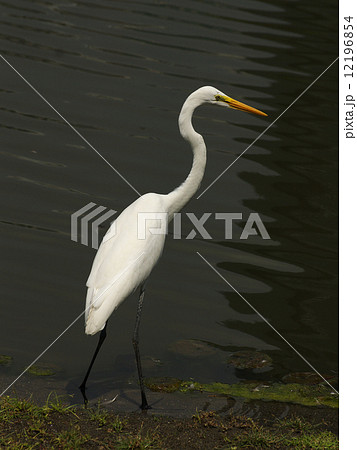 コモモジロ 白い鳥の写真素材
