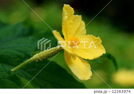 雌花 ツルレイシ 花 植物の写真素材 Pixta