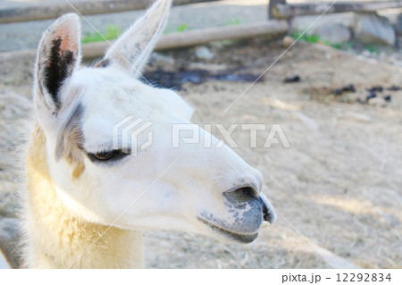 ラマ リャマ ジャマ 顔の写真素材