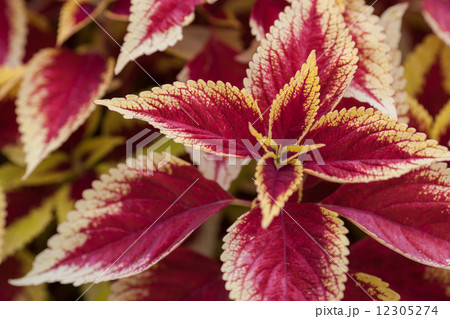 コリウス 花 シソ科 黄色 錦紫蘇 ガーデンの写真素材