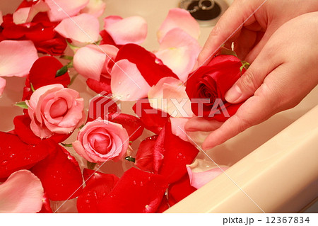 薔薇風呂の写真素材 薔薇風呂の写真素材