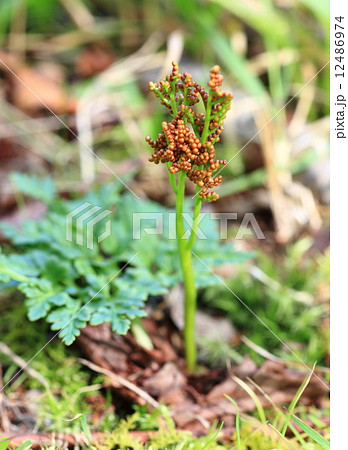 寒ワラビ カンワラビの写真素材 - PIXTA