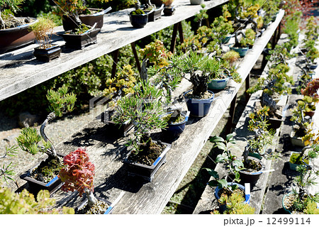 盆栽棚 鉢植えの写真素材