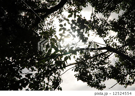 森 自然 木漏れ日 白黒の写真素材