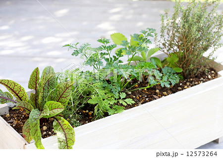 プランター 寄せ植え キッチンハーブ 植えるの写真素材