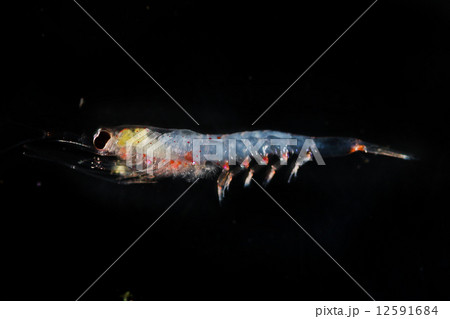 Krill オキアミ Crustaceans 動物プランクトンの写真素材