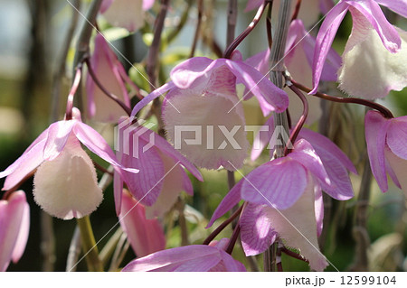 デンドロビウムアフィルムの写真素材 デンドロビウムアフィルムの写真素材