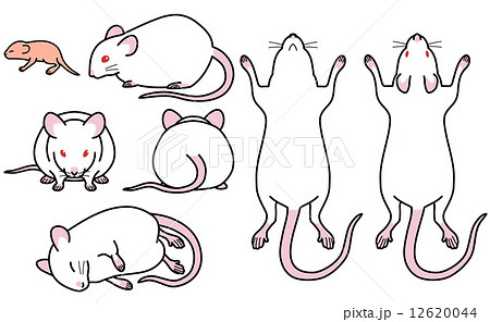 ラテラル マウス モデル生物 背中のイラスト素材