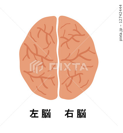 脳ドック 頭部 上から 構造 右 頭のイラスト素材