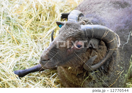 羊 首輪 横顔 顔の写真素材