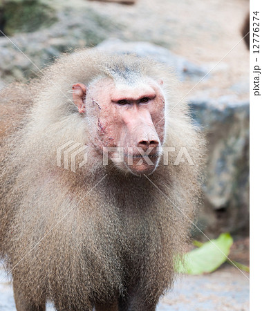 マントヒヒの写真素材