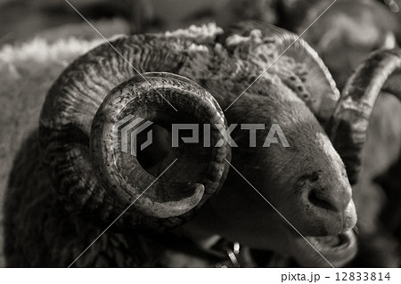 羊 角 らせん 干支の写真素材