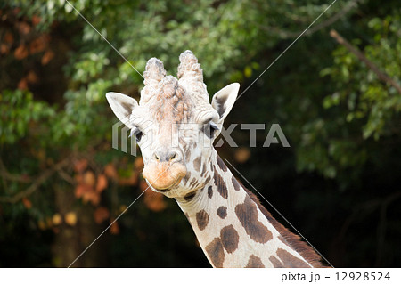 キリン アミメキリン 動物 正面の写真素材