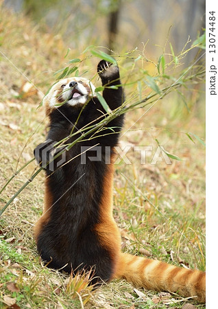 レッサーパンダ 立つの写真素材 - PIXTA
