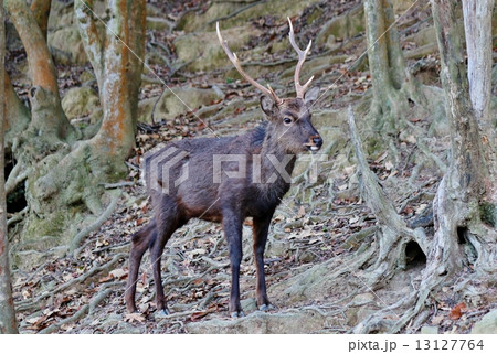 日本鹿 野生鹿 動物 野生動物の写真素材