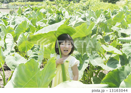 幼児 葉 傘 里芋の写真素材