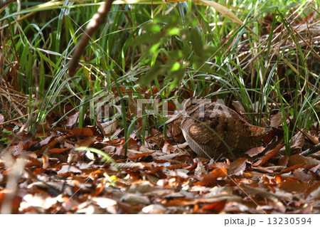 ヤマミミズの写真素材