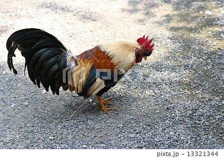 会津地鶏の写真素材