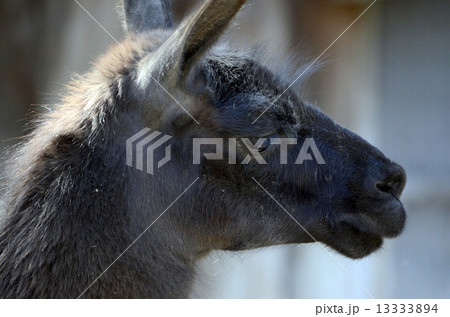 ラマ リャマ ジャマ 顔の写真素材