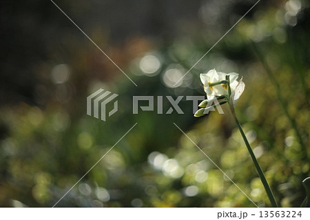 冬の花 ナルシス 水仙の写真素材