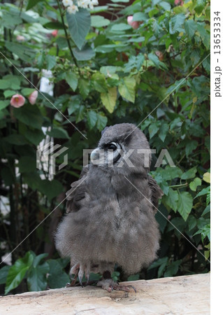 片足立ち 鳥の写真素材