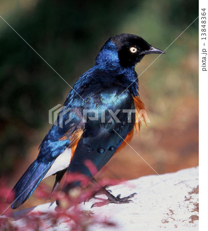 鳥 ムクドリ セイキムクドリ 青い鳥の写真素材