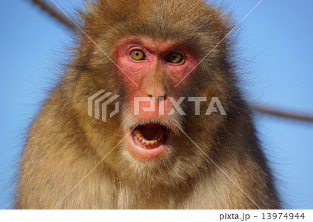 怒る ニホンザル 猿 威嚇の写真素材