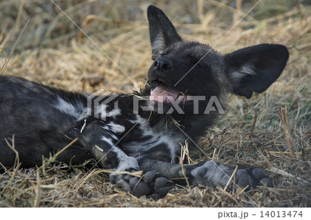 リカオン 野生動物 ボツワナ ワイルドドッグの写真素材