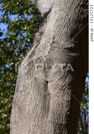 イロハモミジ 木肌 幹 樹皮の写真素材