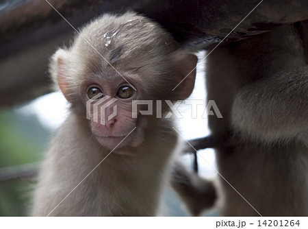 小猿遊 猿画像 サルの写真素材