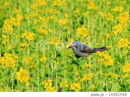 ツムギ 鳥の写真素材