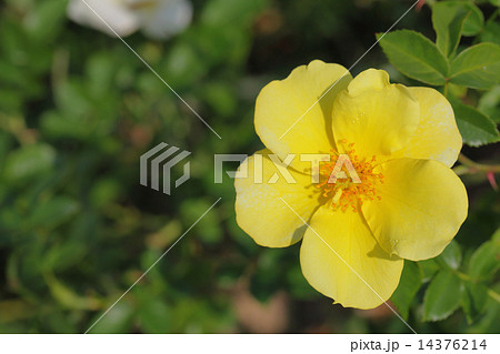 リモンチェッロ バラ 花 黄色の写真素材