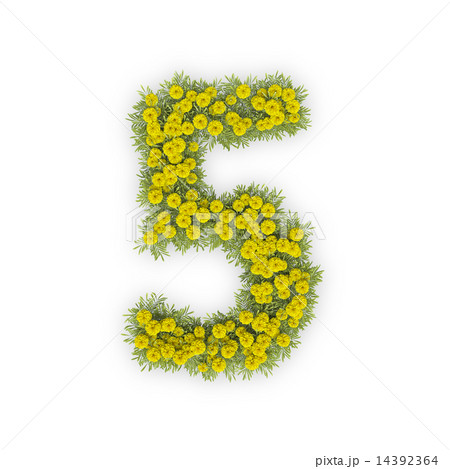 5 数字 花 菊のイラスト素材