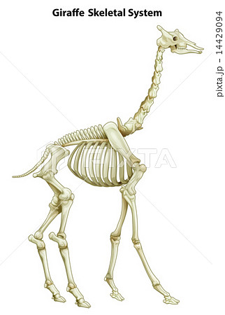 キリン 人体 解剖学 イラストのイラスト素材