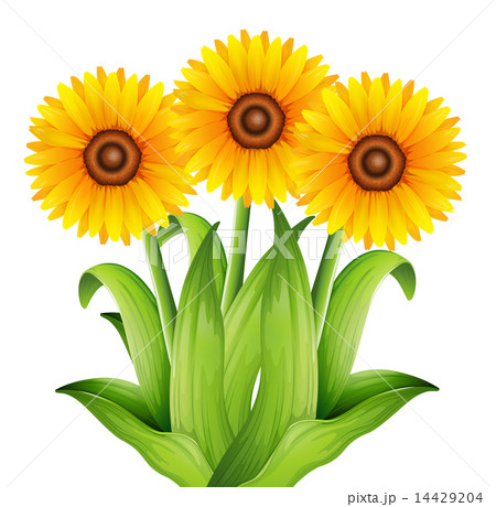 光合成 エナジー 葉っぱ 植物のイラスト素材