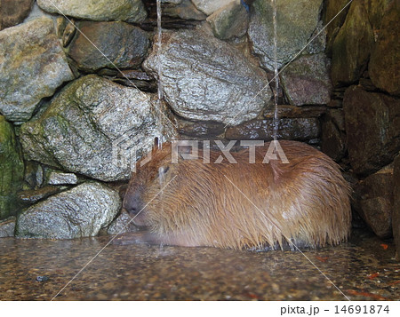 カピバラ温泉の写真素材