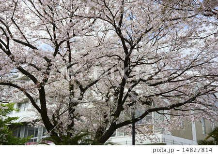 ごめんね青春の写真素材