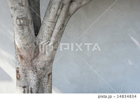 木の幹の写真素材