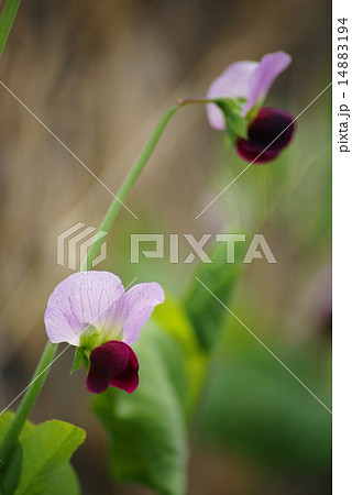 さやえんどうの花の写真素材