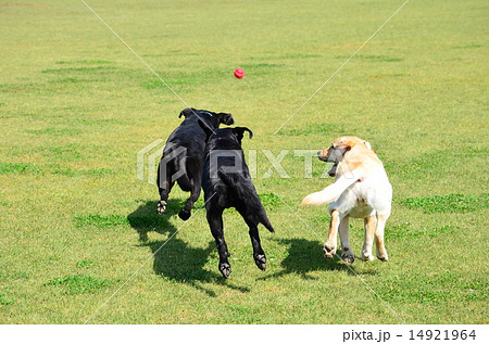 ラブラドール レトリバー 犬 走る 後ろ姿の写真素材