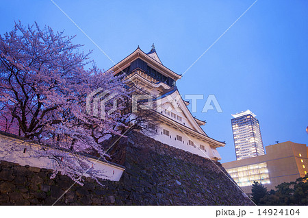 夜桜 小倉城 桜 ライトアップの写真素材